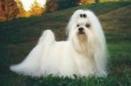 /album/ra%c3%a7as%20de%20cachorros%20%2c%20%28%3a/malt%c3%aas%203-jpg/